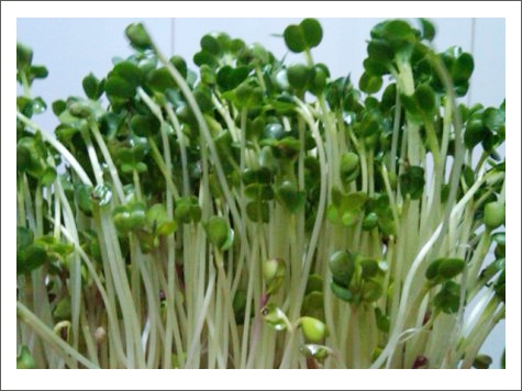 Máy trồng rau mầm KG-262 trồng mầm cải Máy trồng rau mầm KG-262 trồng mầm cải