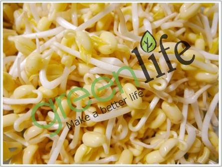 Máy trồng rau mầm KG-262 trồng giá đỗ Máy trồng rau mầm KG-262 trồng giá đỗ