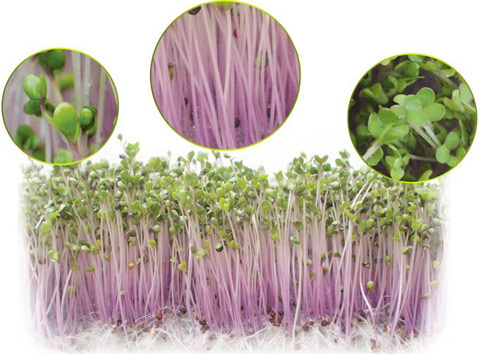 Máy trồng rau mầm KG-262 trồng mầm hướng dương Máy trồng rau mầm KG-262 trồng mầm củ cải đỏ