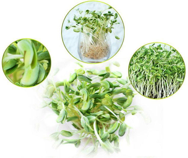 Máy trồng rau mầm KG-262 trồng mầm đỗ đen Máy trồng rau mầm KG-262 trồng mầm đỗ đen