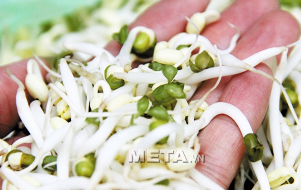 Hạt giống đỗ xanh 1kg sẽ cho rau giá mập, ăn có vị ngọt và giòn.