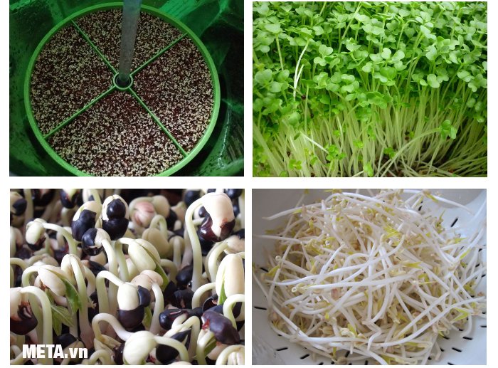 Rau mầm được trồng bằng máy làm rau mầm tự động BKCN1 Rau mầm được trồng bằng máy làm rau mầm tự động BKCN1