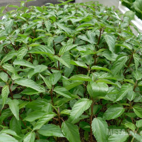 Hạt giống rau đay 50g
