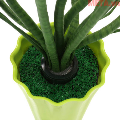 Thân cây mềm nên bạn có thể tạo cho cây nhiều dáng khác nhau