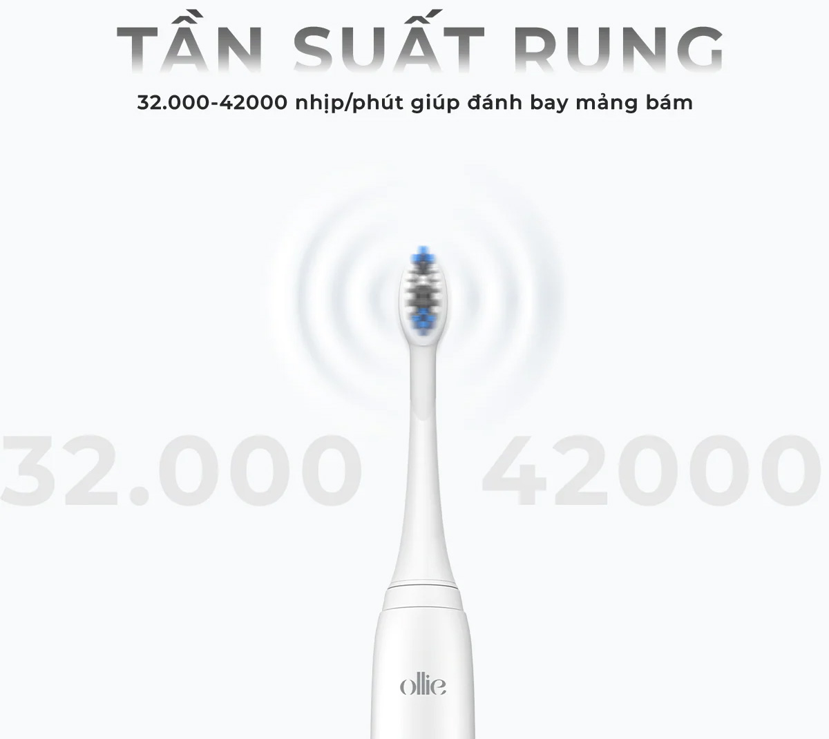 Bàn chải đánh răng Ollie OLB-MLM-SG-01