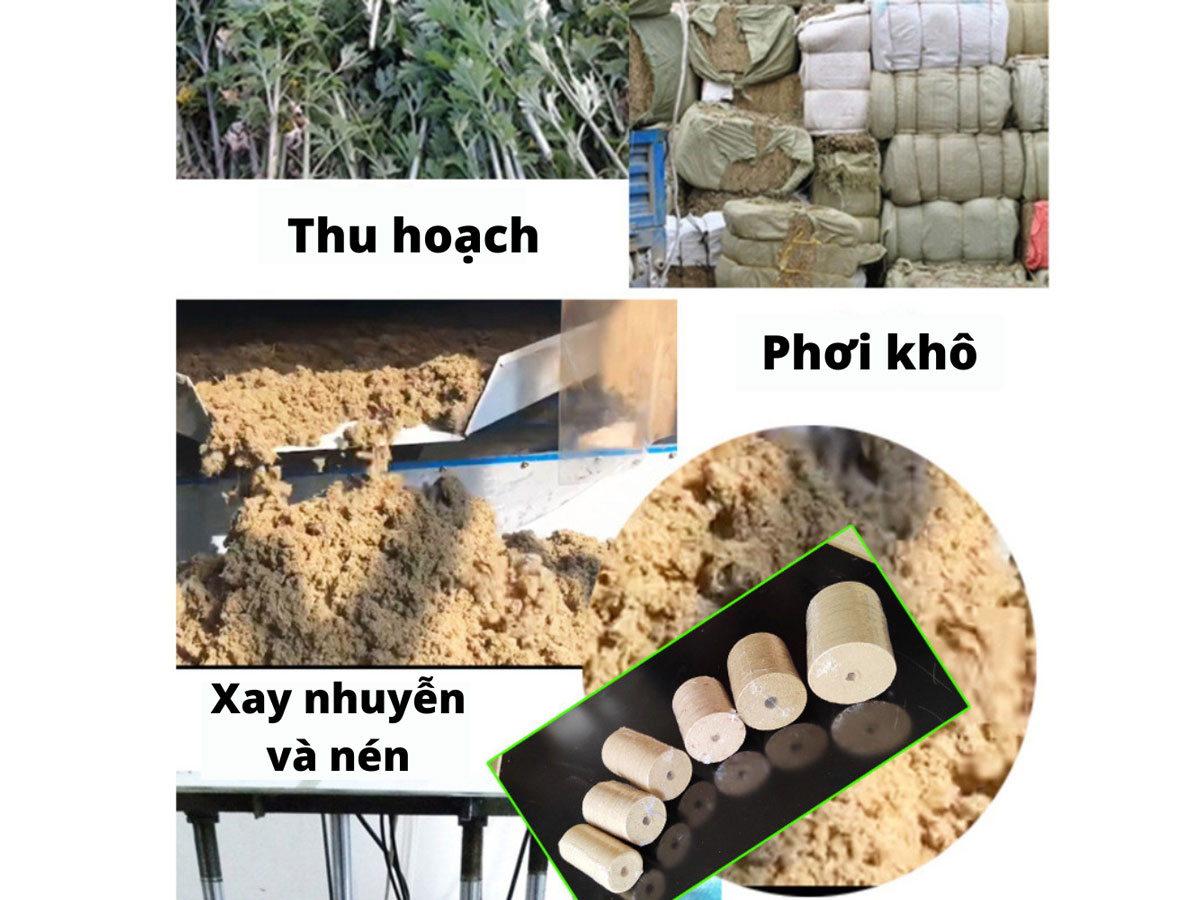 Viên nén ngải cứu  