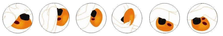 Đệm massage xoa bóp Max-632